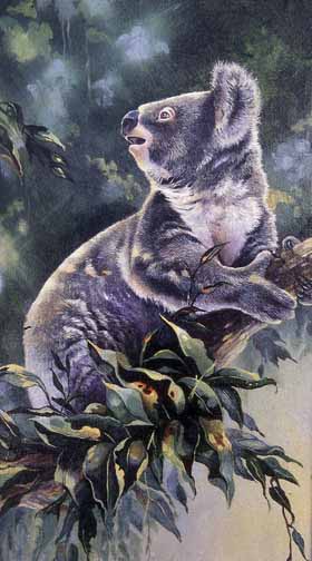 LT – Koala © Linda Thompson