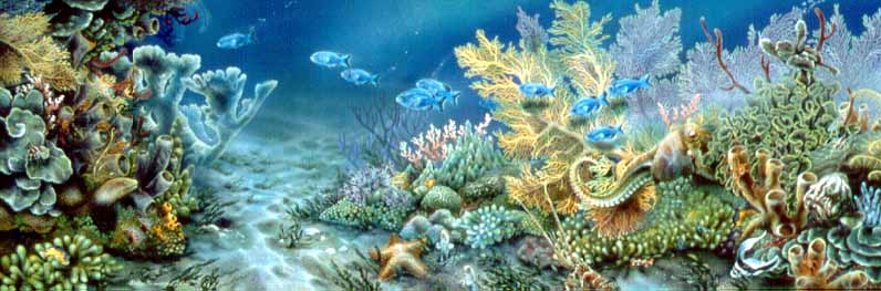 LT – Paradise Reef (Coral Reef) © Linda Thompson