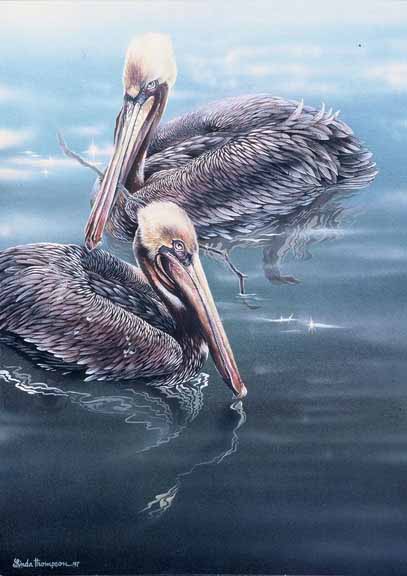 LT – Pelicans © Linda Thompson