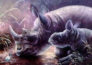 LT – Rhinos © Linda Thompson