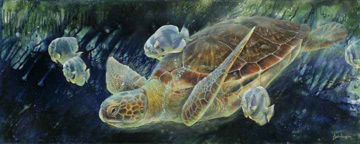 LT – Sea Turtle © Linda Thompson