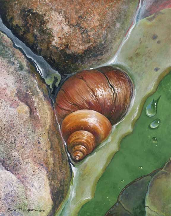 LT – Snail © Linda Thompson
