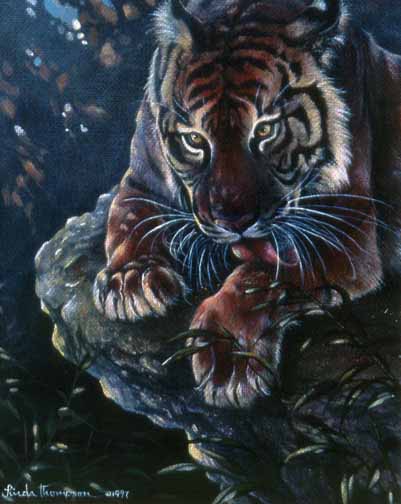 LT – Tiger Bath © Linda Thompson