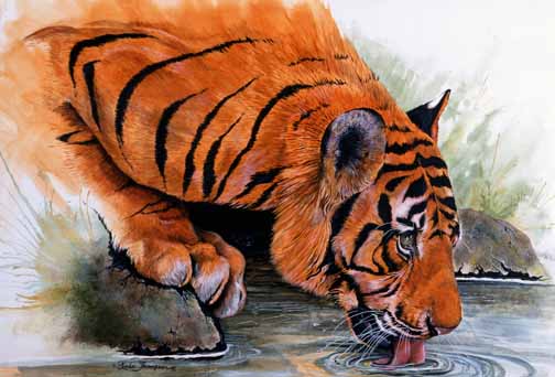 LT – Tiger Drinking © Linda Thompson