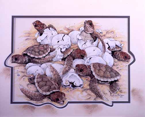 LT – Turtle Hatchlings 2 © Linda Thompson