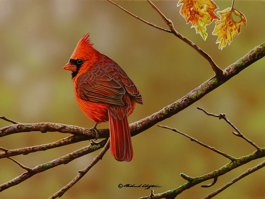 RC – Autumn Cardinal © Richard Clifton