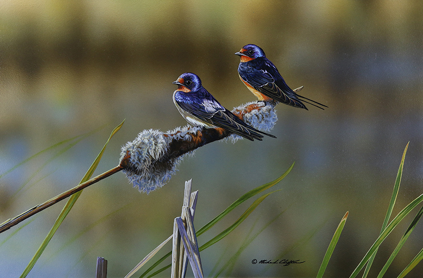 RC – Barn Swallow Pair © Richard Clifton
