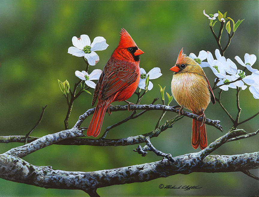 RC – Cardinals and Dogwood © Richard Clifton
