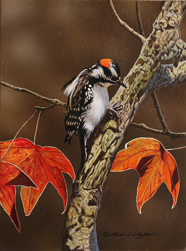 RC – Downy Woodpecker © Richard Clifton