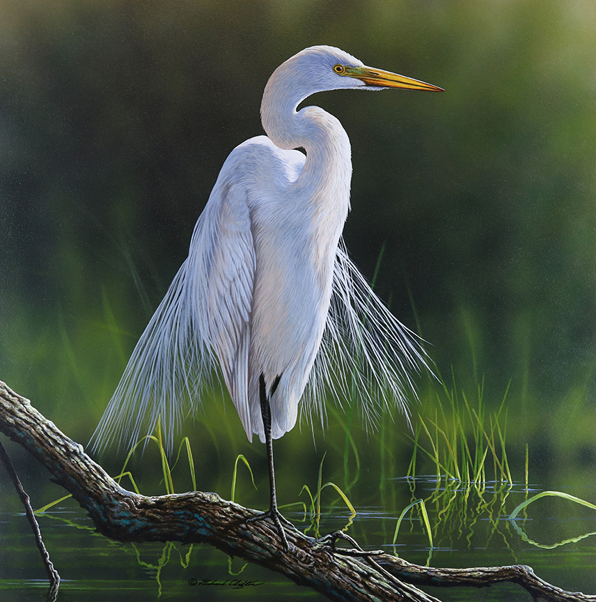 RC – Elegance – Great Egret © Richard Clifton