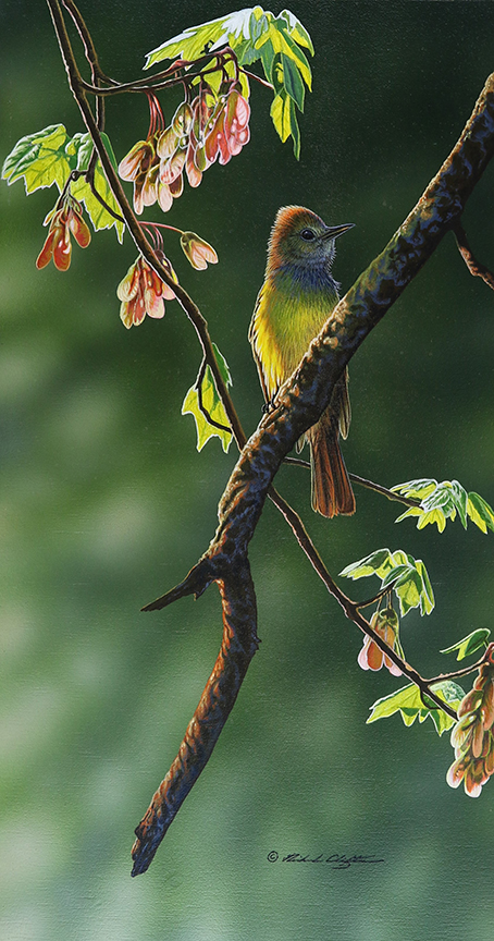 RC – Great – Crested Flycatcher © Richard Clifton