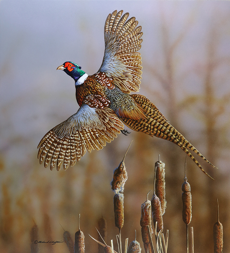 RC – Headin’ Out – Ring Necked Pheasant © Richard Clifton