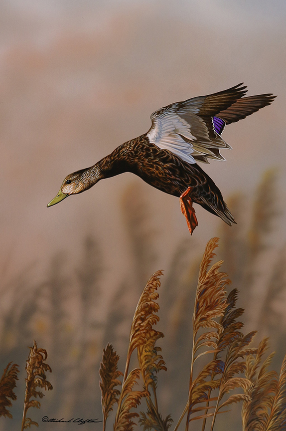 RC – Landing Black Duck © Richard Clifton