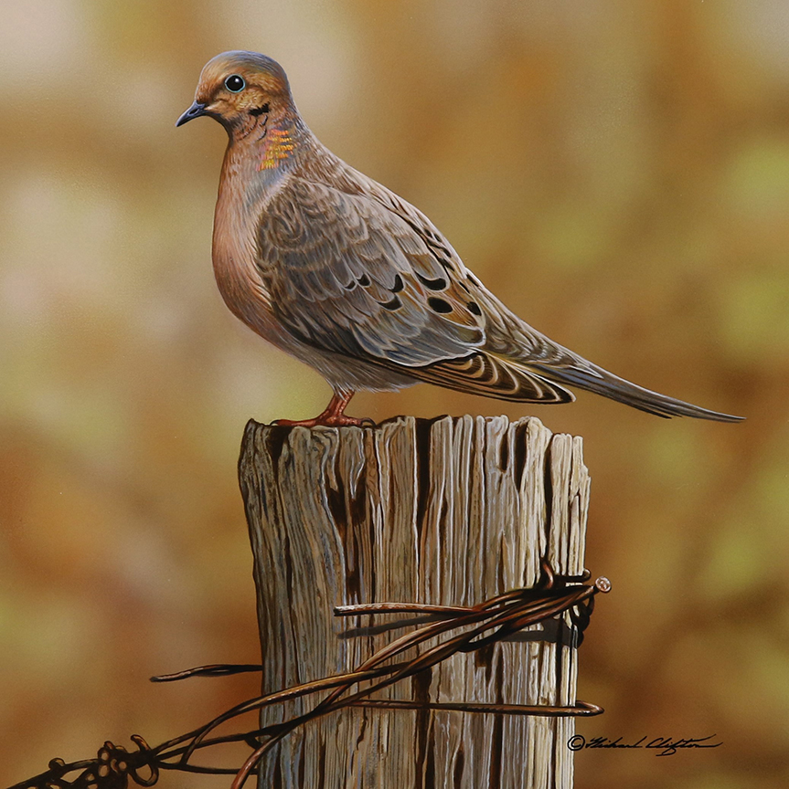 RC – Mourning Dove on Post © Richard Clifton