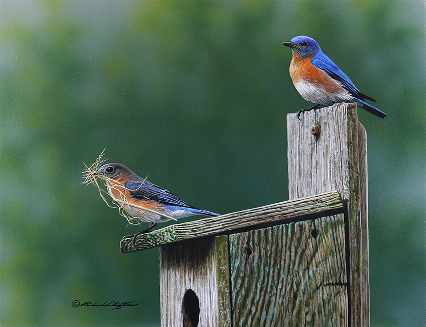RC – Nesting Bliss – Bluebirds © Richard Clifton
