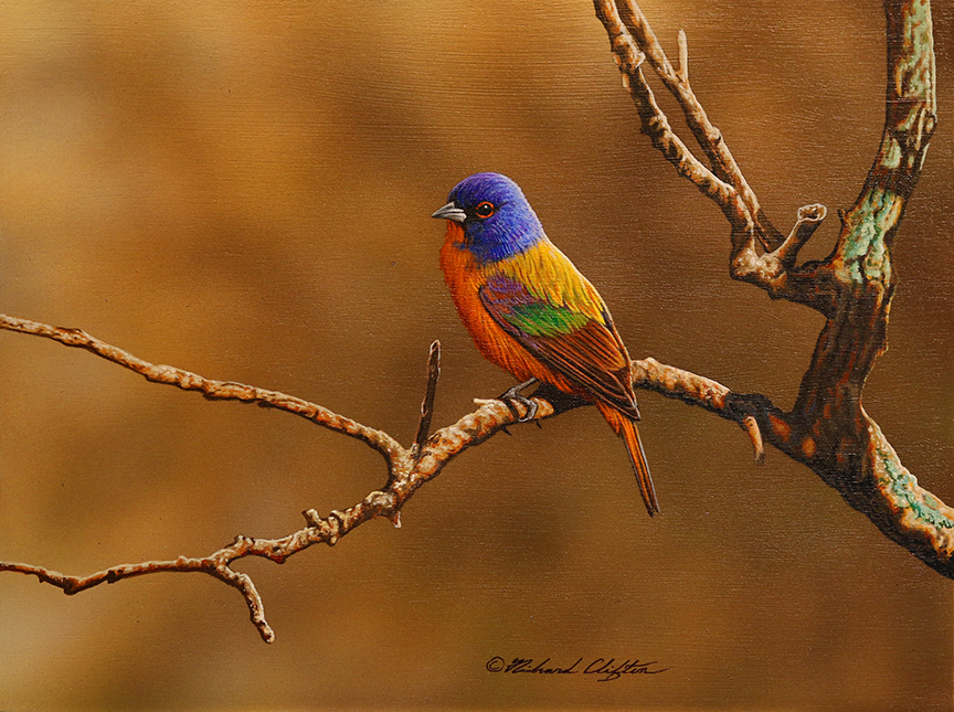 RC – Painted Bunting © Richard Clifton