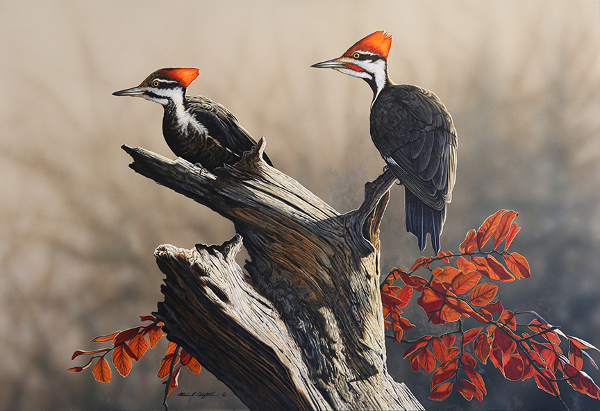 RC – Pileated woodpecker pair © Richard Clifton
