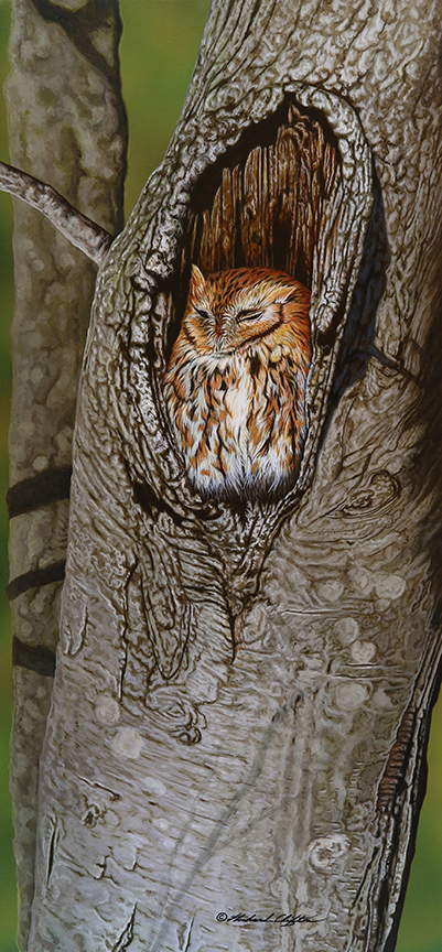 RC – Sleepy – Screech Owl © Richard Clifton