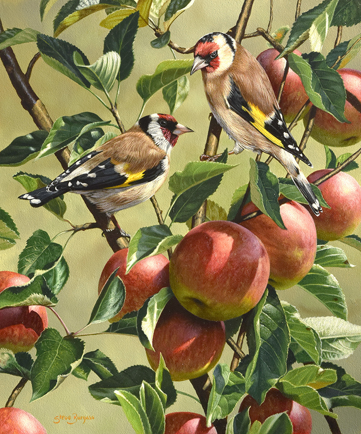 SB – Chatter in the Old Apple Tree © Steve Burgess