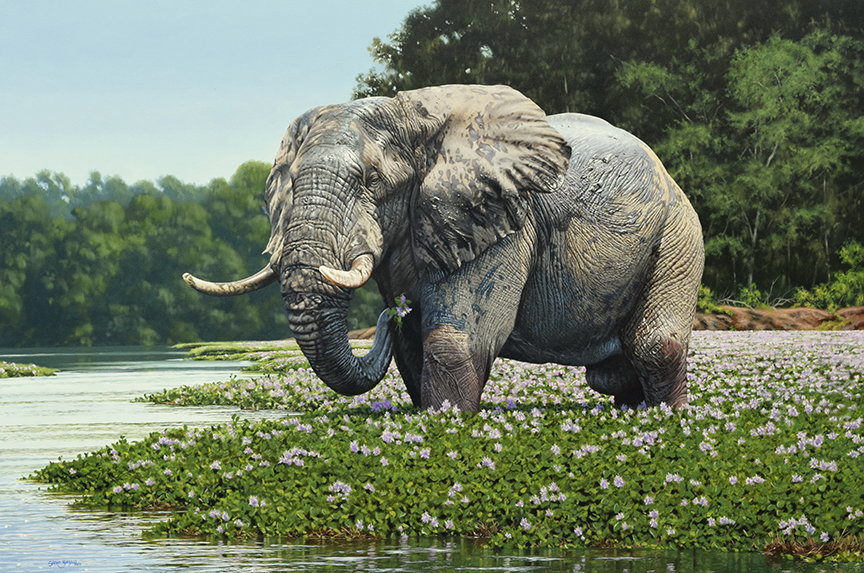 SB – Elephant in Eden © Steve Burgess