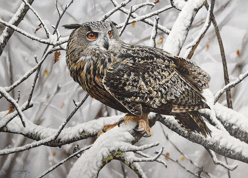 SB – Grey Owl © Steve Burgess