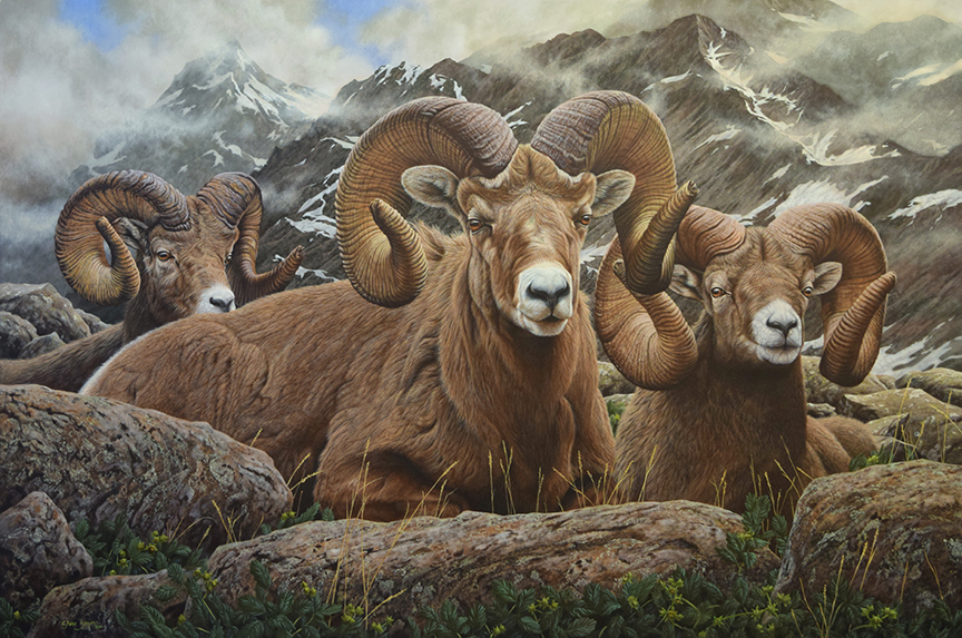 SB – Just Chillin – Bighorn Sheep © Steve Burgess