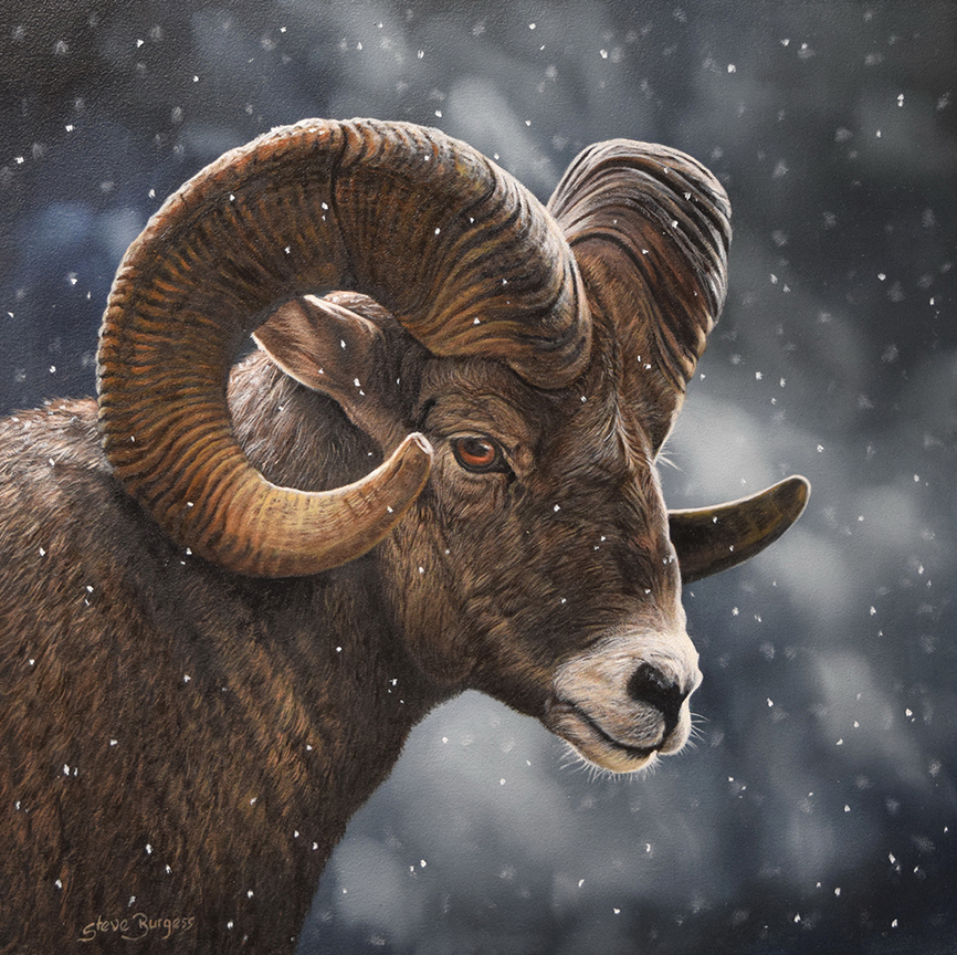 SB – Majestic – Bighorn Sheep © Steve Burgess