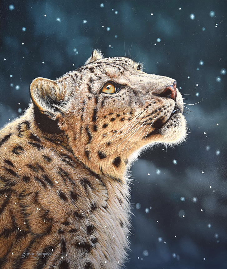 SB – Snow Leopard © Steve Burgess