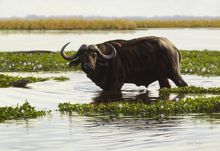 SB – Zambezi Bull © Steve Burgess