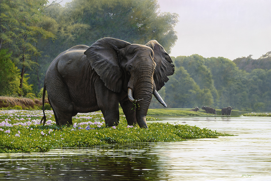 SB – Zambezi Morning © Steve Burgess