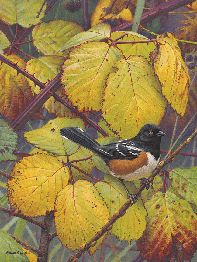 SG – Spotted Towhee © Shawn Gould