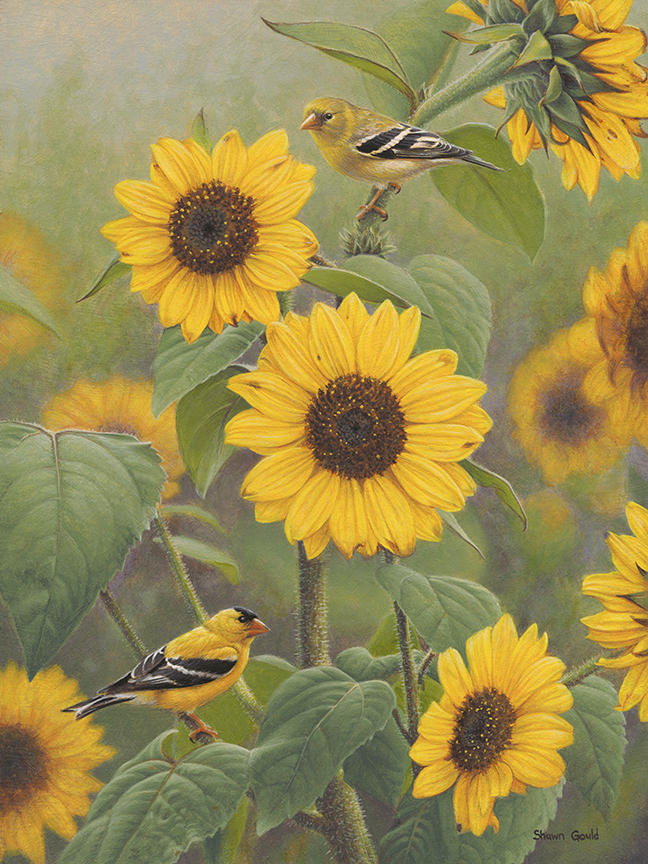 SG – Sunflower Golds © Shawn Gould