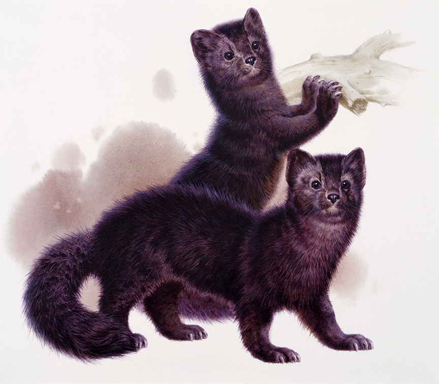 WRSH – Fur Bearing Animals – Black Sable by Ivan Akimovich Sushchenko B05778 © Wind River Studios Holdings, LLC