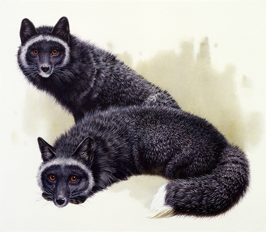 WRSH – Fur Bearing Animals – Silver Black Fox by Ivan Akimovich Sushchenko B05782 © Wind River Studios Holdings, LLC