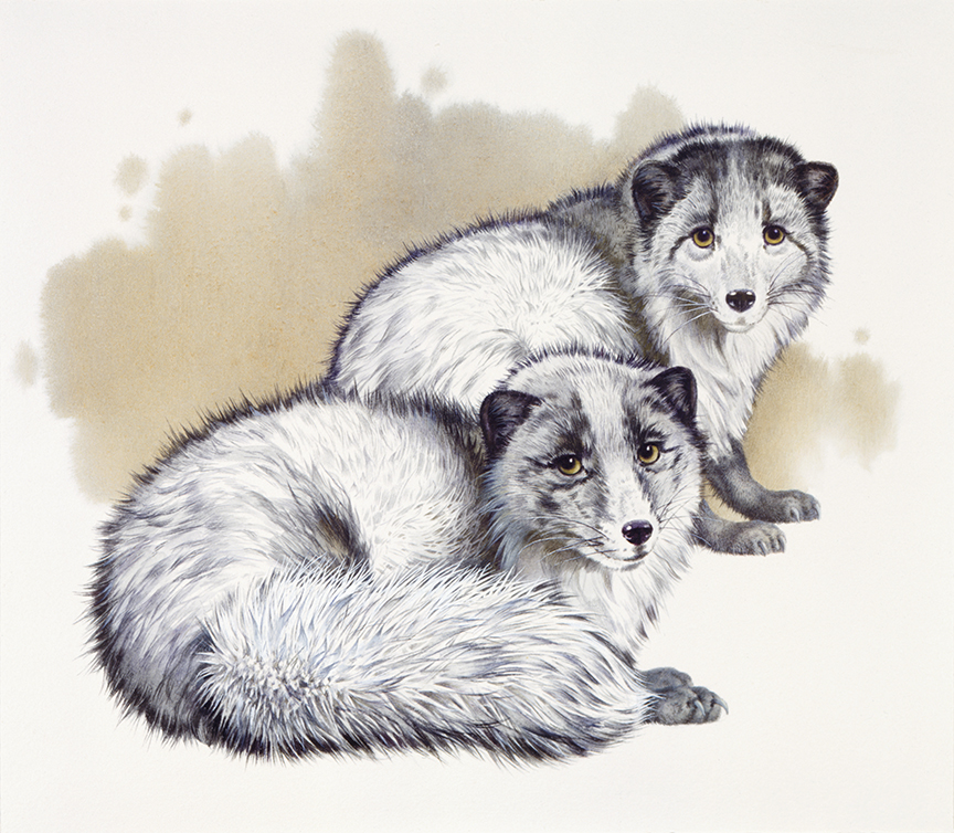 WRSH – Fur Bearing Animals – Veil Polar Bear by Ivan Akimovich Sushchenko B05779 © Wind River Studios Holdings, LLC