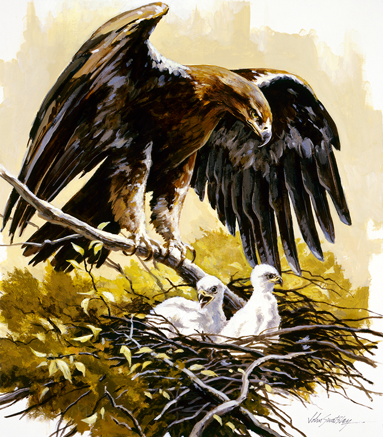 WRSH – Spanish Imperial Eagle by John Swatsley B07909 © Wind River Studios Holdings, LLC