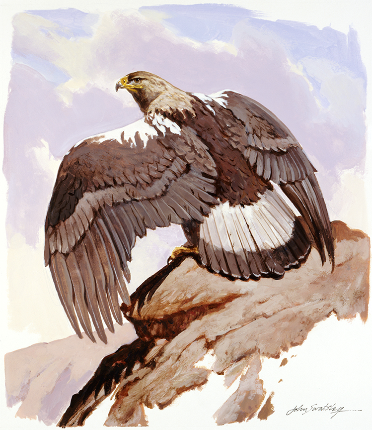 WRSH – Spanish Imperial Eagle by John Swatsley B09485 © Wind River Studios Holdings, LLC