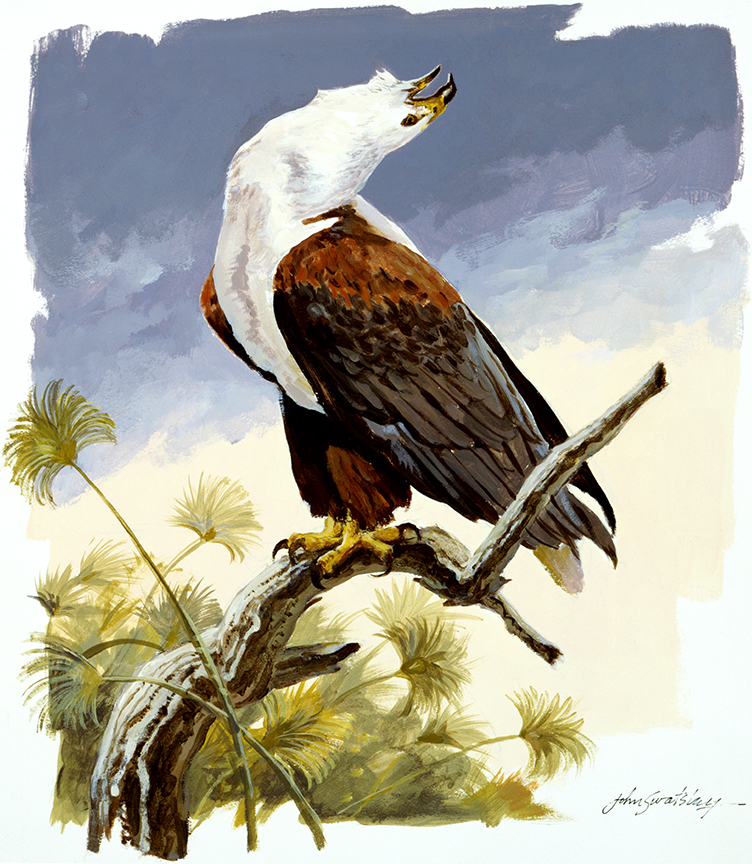 WRSH – Wildlife – African Fish Eagle by John Swatsley B09488 © Wind River Studios Holdings, LLC