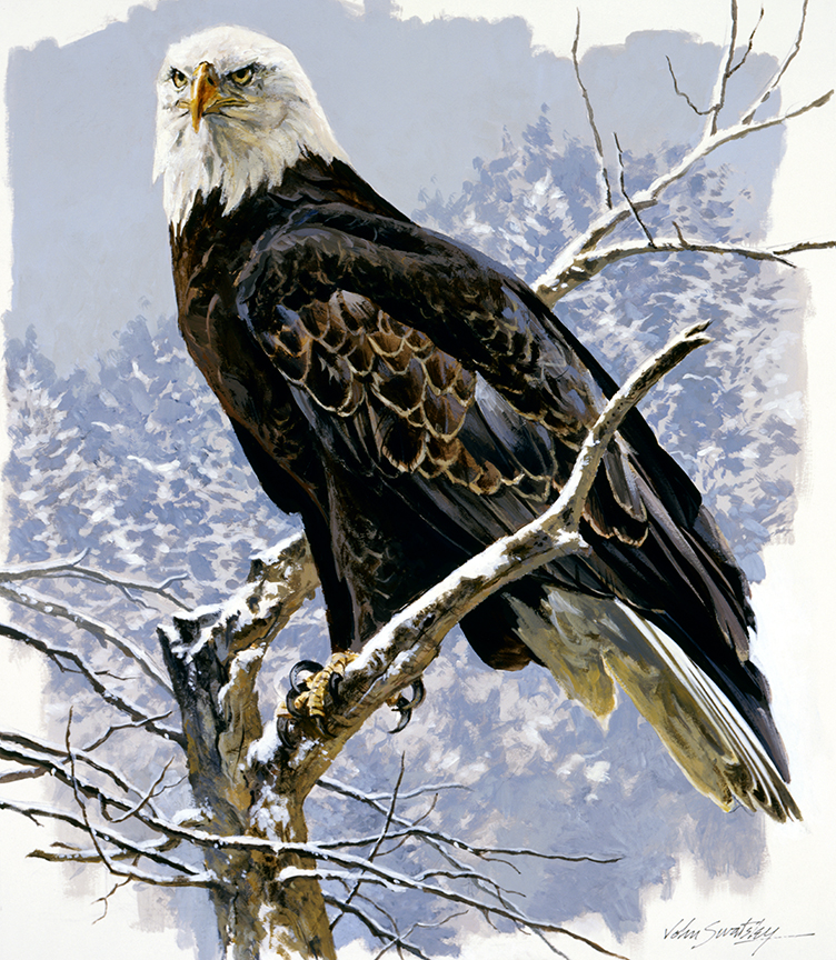 WRSH – Wildlife – Bald Eagle #1 Perched in Snow by John Swatsley B07915 © Wind River Studios Holdings, LLC
