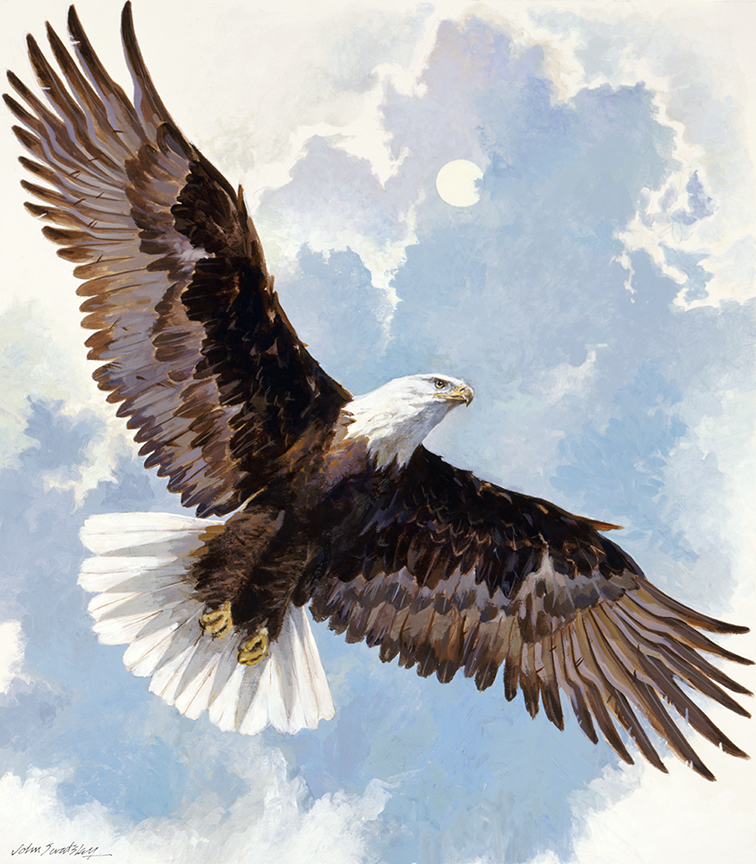 WRSH – Wildlife – Bald Eagle #1 by John Swatsley B07814 © Wind River Studios Holdings, LLC