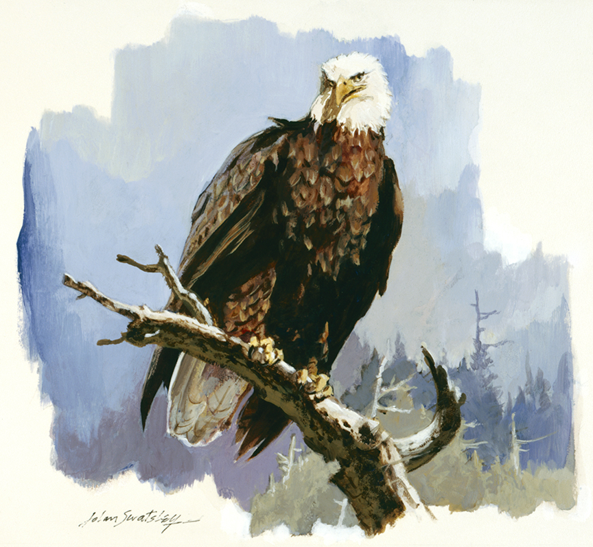 WRSH – Wildlife – Bald Eagle by John Swatsley B09493 © Wind River Studios Holdings, LLC