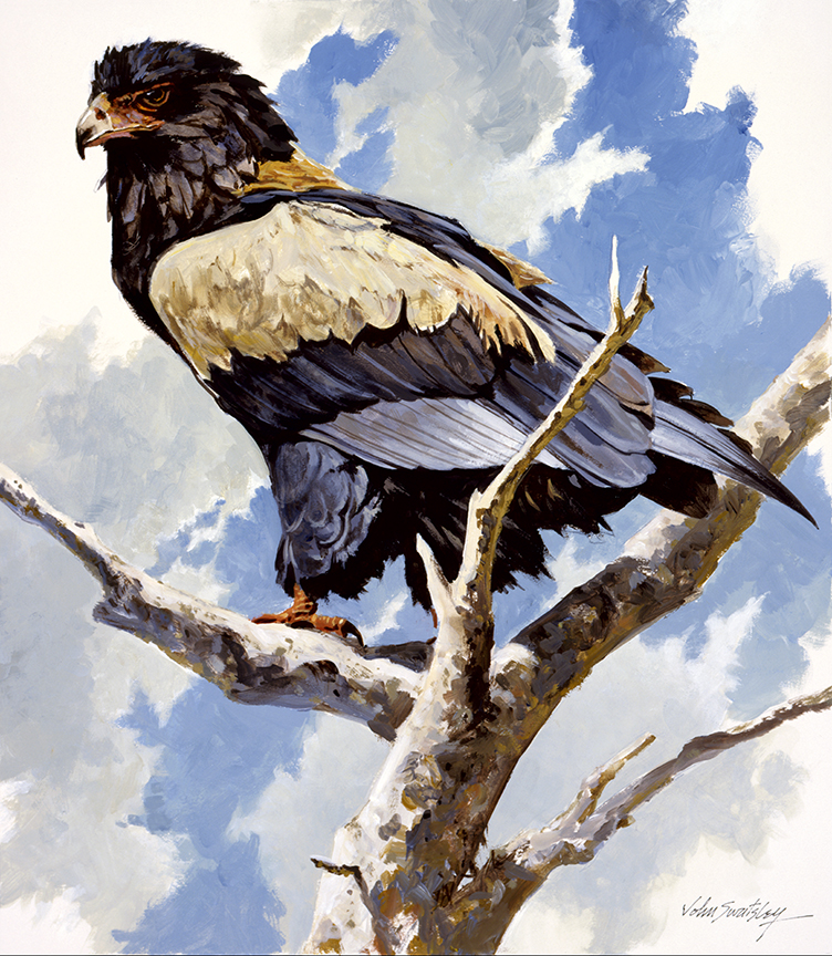 WRSH – Wildlife – Bataleur Eagle by John Swatsley B07908 © Wind River Studios Holdings, LLC