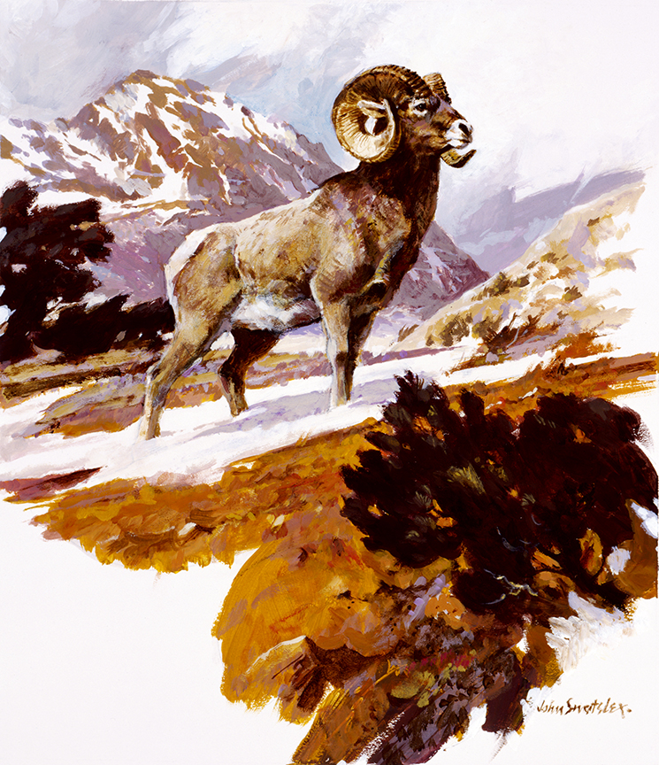 WRSH – Wildlife – Big Horn Sheep by John Swatsley B07490 © Wind River Studios Holdings, LLC