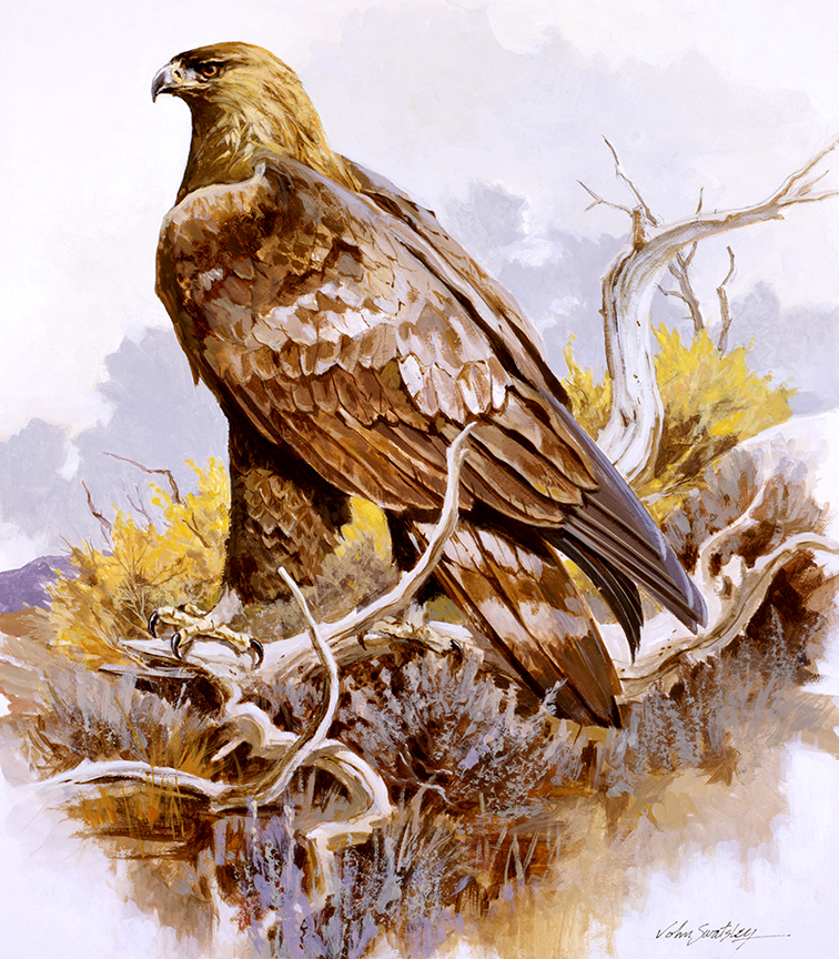WRSH – Wildlife – Golden Eagle by John Swatsley B07815 © Wind River Studios Holdings, LLC