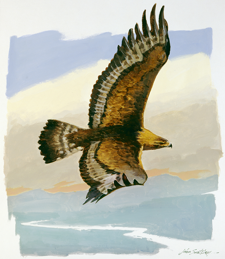 WRSH – Wildlife – Golden Eagle by John Swatsley B09490 © Wind River Studios Holdings, LLC