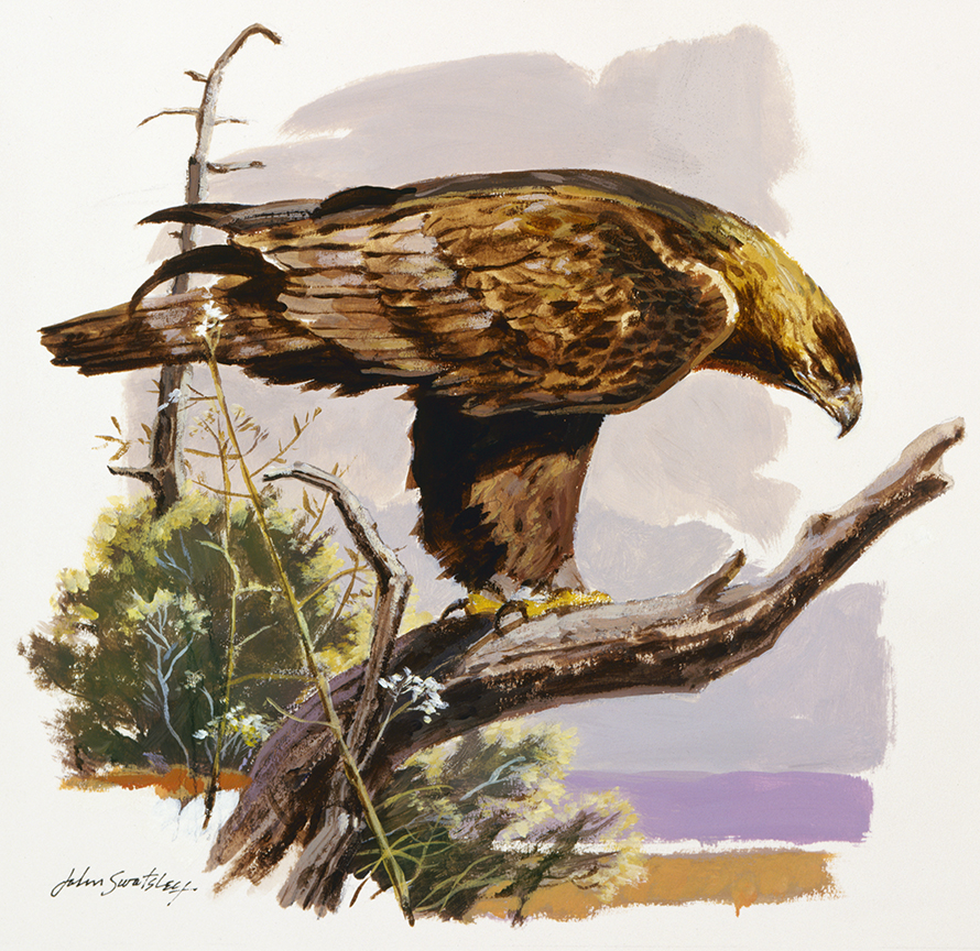 WRSH – Wildlife – Golden Eagle by John Swatsley B09491 © Wind River Studios Holdings, LLC