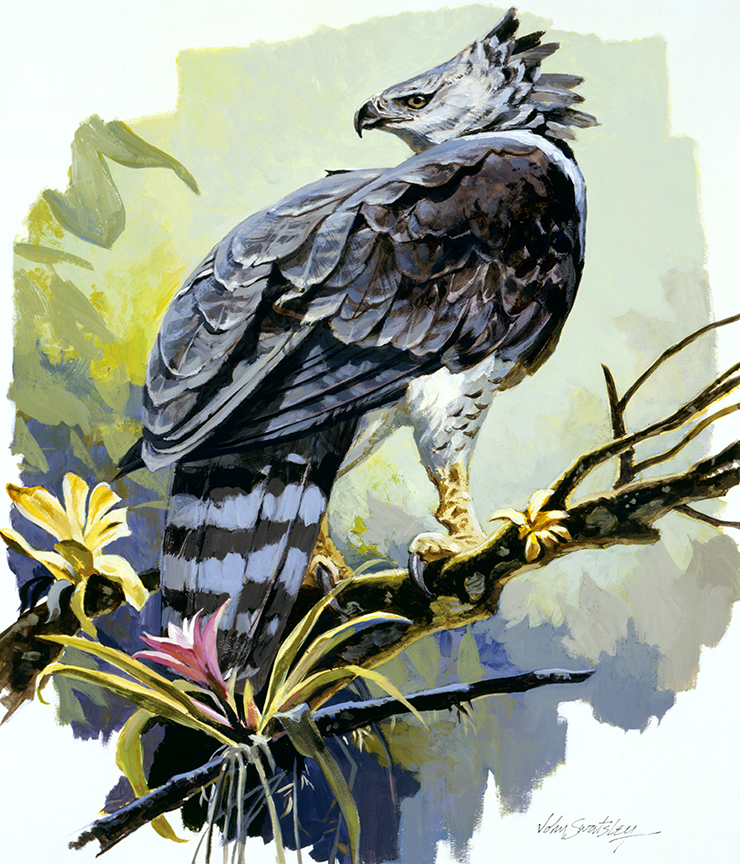 WRSH – Wildlife – Harpy Eagle by John Swatsley B07877 © Wind River Studios Holdings, LLC