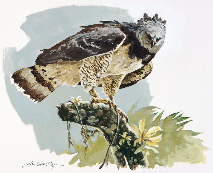 WRSH – Wildlife – Harpy Eagle by John Swatsley B09492 © Wind River Studios Holdings, LLC