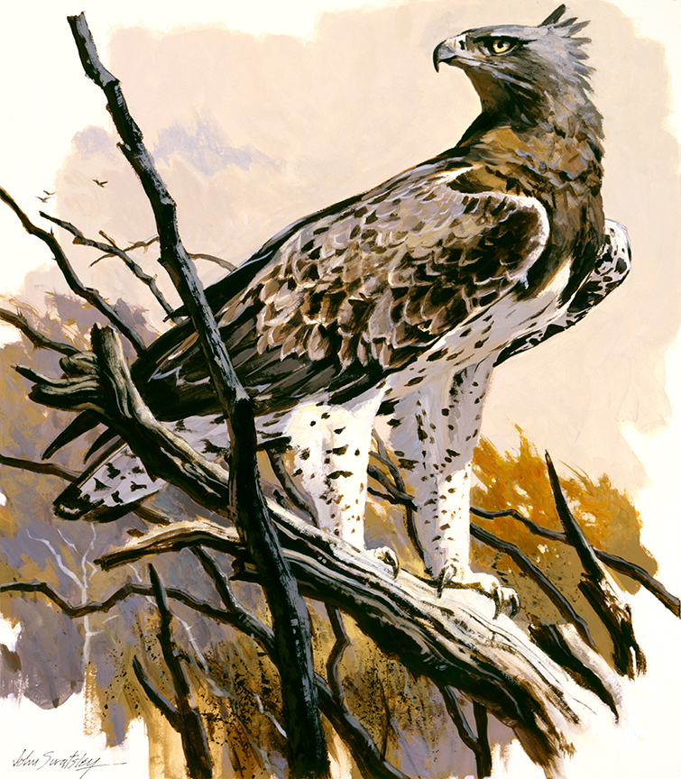 WRSH – Wildlife – Martial Eagle by John Swatsley B07885 © Wind River Studios Holdings, LLC