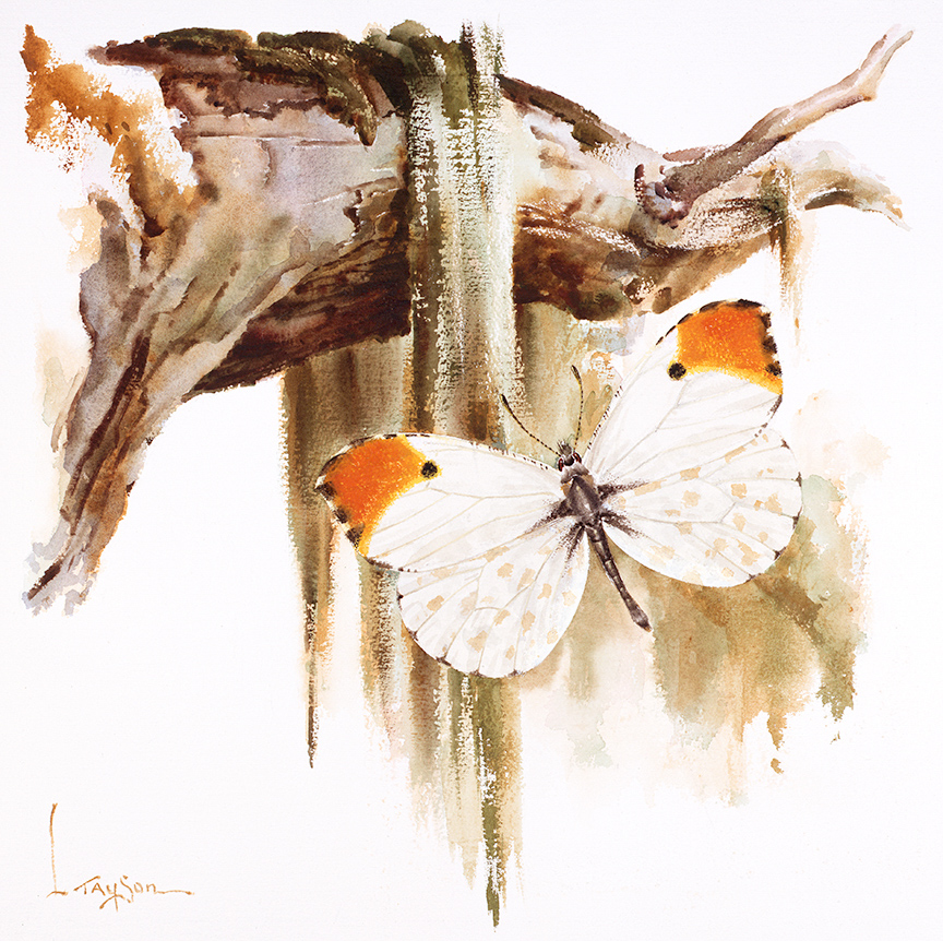WRSH – Wildlife – Orange Tip Butterfly by Lyle Tayson B05115 © Wind River Studios Holdings, LLC